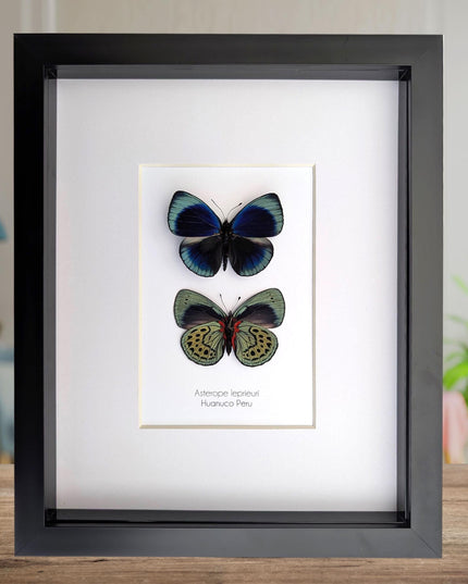 Framed Leprieur's Glory Butterfly Pair, Peruvian Taxidermy Wall Art