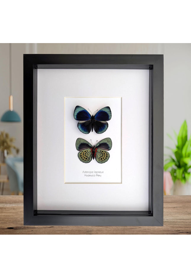 Framed Leprieur's Glory Butterfly Pair, Peruvian Taxidermy Wall Art