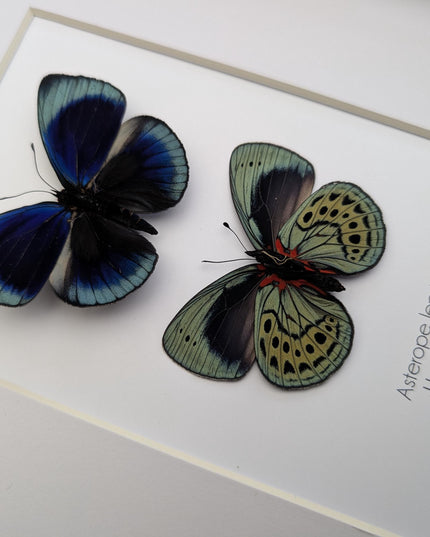 Framed Leprieur's Glory Butterfly Pair, Peruvian Taxidermy Wall Art