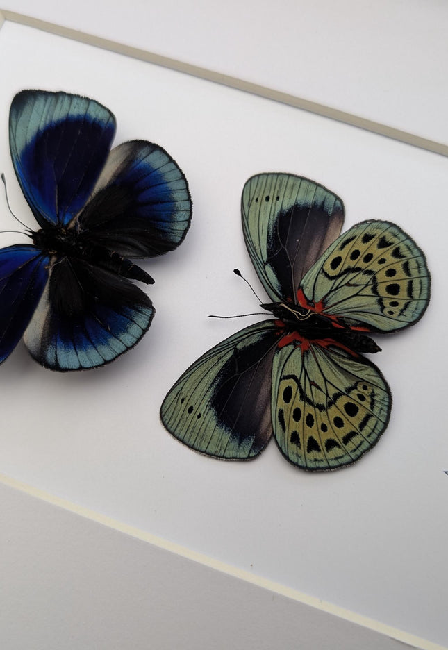 Framed Leprieur's Glory Butterfly Pair, Peruvian Taxidermy Wall Art