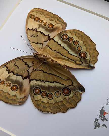 Framed howqua butterfly taxidermy: ethically sourced entomology wall art