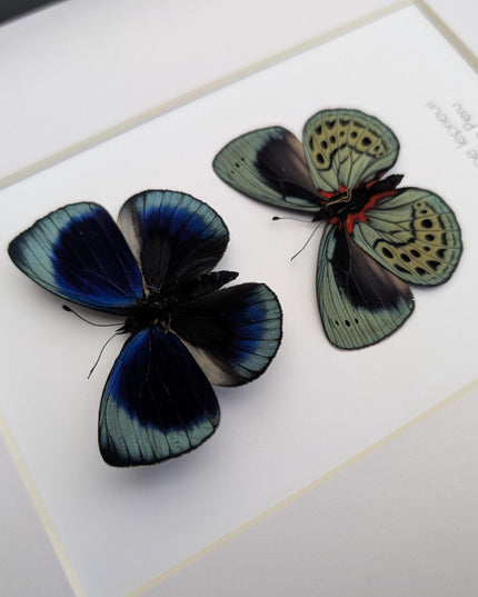 Framed Leprieur's Glory Butterfly Pair, Peruvian Taxidermy Wall Art