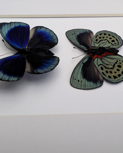 Framed Leprieur's Glory Butterfly Pair, Peruvian Taxidermy Wall Art
