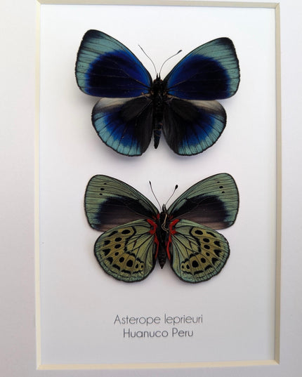 Framed Leprieur's Glory Butterfly Pair, Peruvian Taxidermy Wall Art