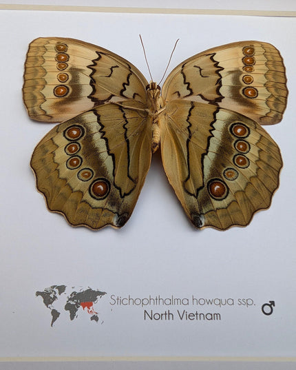 Framed howqua butterfly taxidermy: ethically sourced entomology wall art