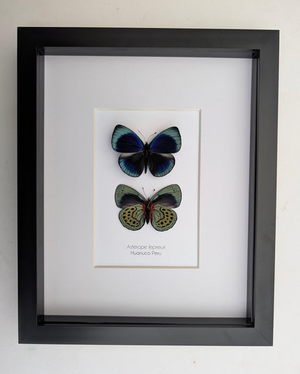 Framed Leprieur's Glory Butterfly Pair, Peruvian Taxidermy Wall Art