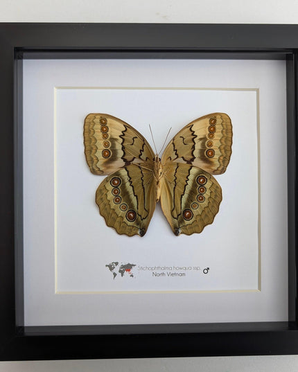Framed howqua butterfly taxidermy: ethically sourced entomology wall art