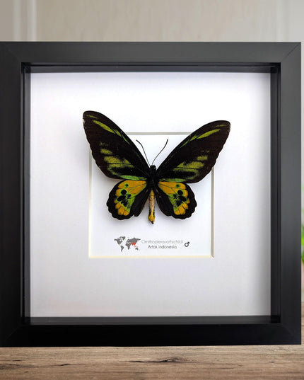 Framed rothschild's birdwing butterfly, taxidermy entomology gift