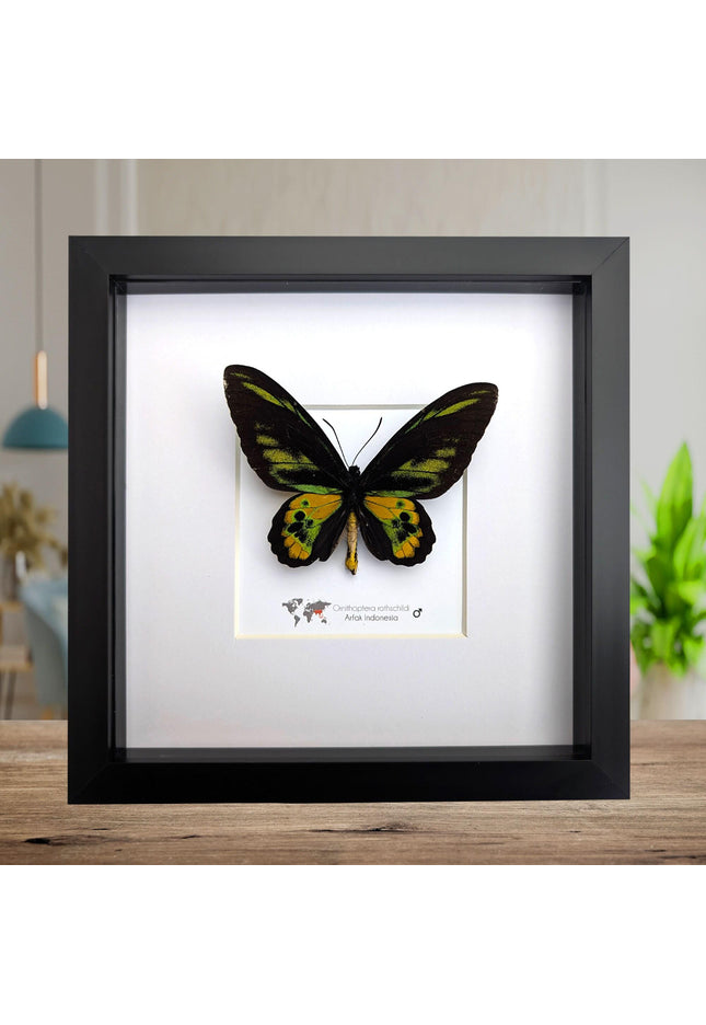 Framed rothschild's birdwing butterfly, taxidermy entomology gift