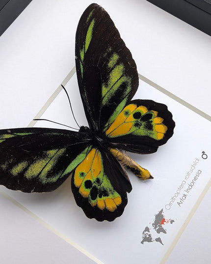 Framed rothschild's birdwing butterfly, taxidermy entomology gift