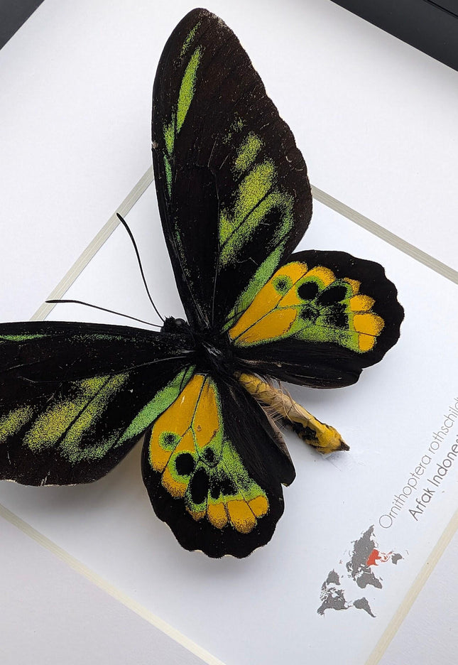 Framed rothschild's birdwing butterfly, taxidermy entomology gift
