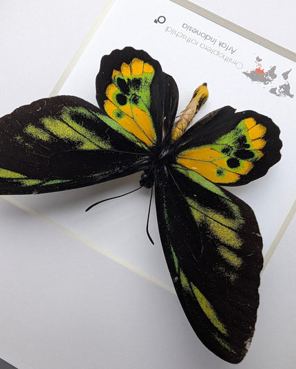 Framed rothschild's birdwing butterfly, taxidermy entomology gift