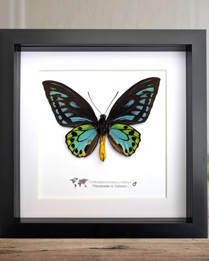 Framed ornithoptera priamus urvillianus butterfly, blue birdwing taxidermy wall art