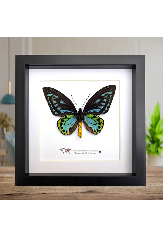 Framed ornithoptera priamus urvillianus butterfly, blue birdwing taxidermy wall art