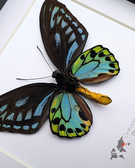 Framed ornithoptera priamus urvillianus butterfly, blue birdwing taxidermy wall art
