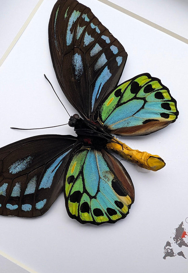 Framed ornithoptera priamus urvillianus butterfly, blue birdwing taxidermy wall art