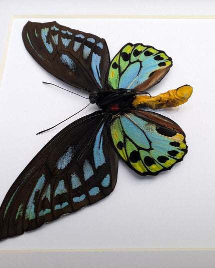 Framed ornithoptera priamus urvillianus butterfly, blue birdwing taxidermy wall art