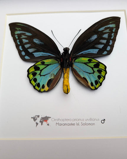 Framed ornithoptera priamus urvillianus butterfly, blue birdwing taxidermy wall art