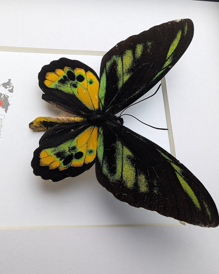 Framed rothschild's birdwing butterfly, taxidermy entomology gift