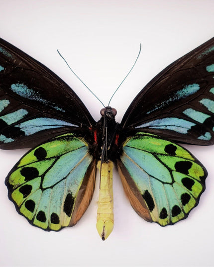 Framed ornithoptera priamus urvillianus butterfly, blue birdwing taxidermy wall art