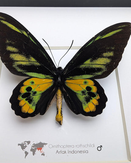 Framed rothschild's birdwing butterfly, taxidermy entomology gift