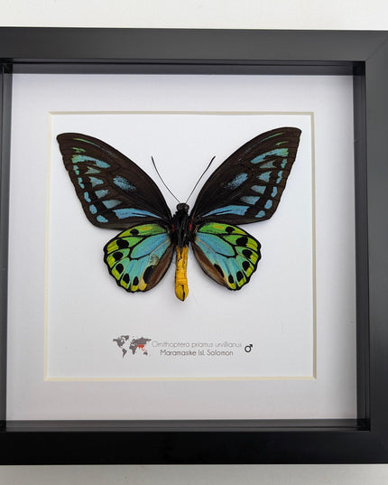Framed ornithoptera priamus urvillianus butterfly, blue birdwing taxidermy wall art