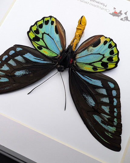 Framed ornithoptera priamus urvillianus butterfly, blue birdwing taxidermy wall art