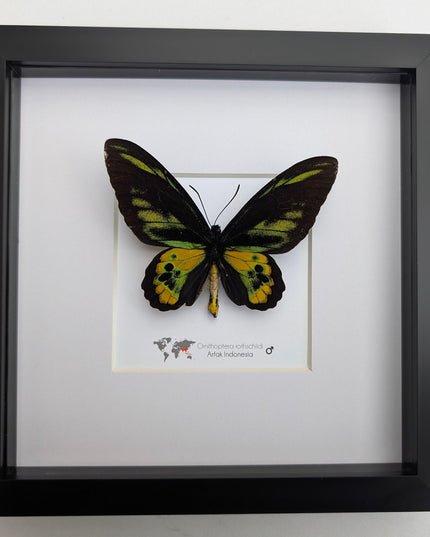 Framed rothschild's birdwing butterfly, taxidermy entomology gift