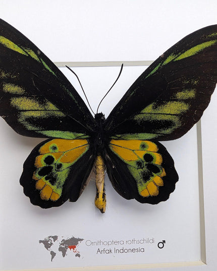 Framed rothschild's birdwing butterfly, taxidermy entomology gift