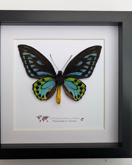 Framed ornithoptera priamus urvillianus butterfly, blue birdwing taxidermy wall art