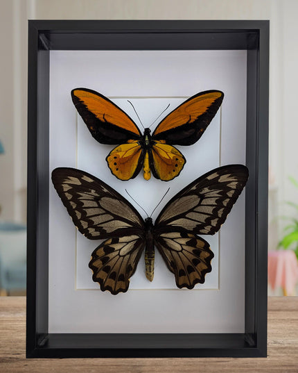 Framed Wallace's Golden Birdwing Butterfly Pair, Taxidermy Decor