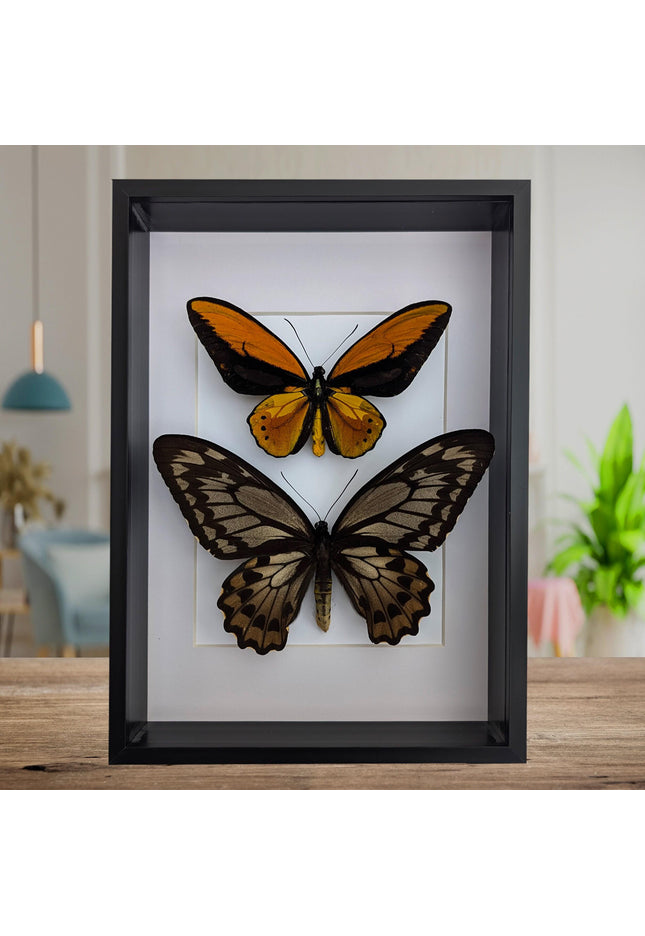 Framed Wallace's Golden Birdwing Butterfly Pair, Taxidermy Decor