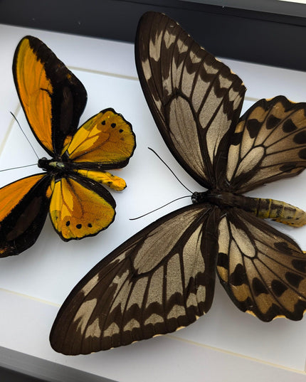 Framed Wallace's Golden Birdwing Butterfly Pair, Taxidermy Decor