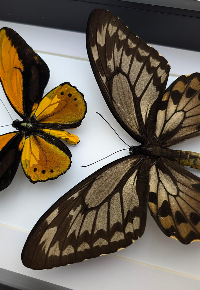 Framed Wallace's Golden Birdwing Butterfly Pair, Taxidermy Decor