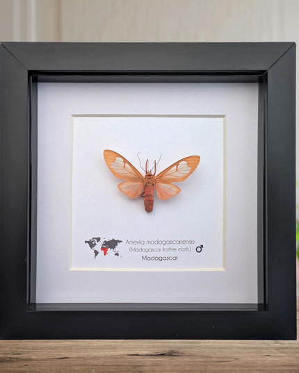 Framed amerila madagascariensis, madagascar frather moth: butterfly display (6" x 6")