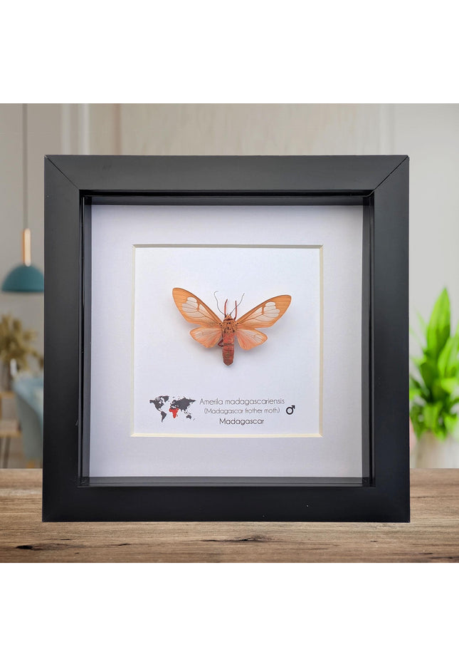 Framed amerila madagascariensis, madagascar frather moth: butterfly display (6" x 6")