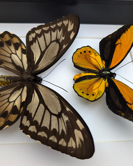 Framed Wallace's Golden Birdwing Butterfly Pair, Taxidermy Decor
