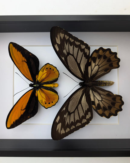 Framed Wallace's Golden Birdwing Butterfly Pair, Taxidermy Decor