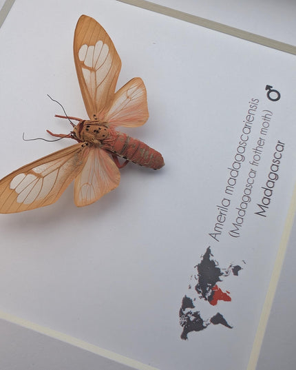 Framed amerila madagascariensis, madagascar frather moth: butterfly display (6" x 6")