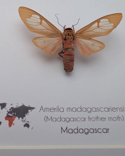 Framed amerila madagascariensis, madagascar frather moth: butterfly display (6" x 6")
