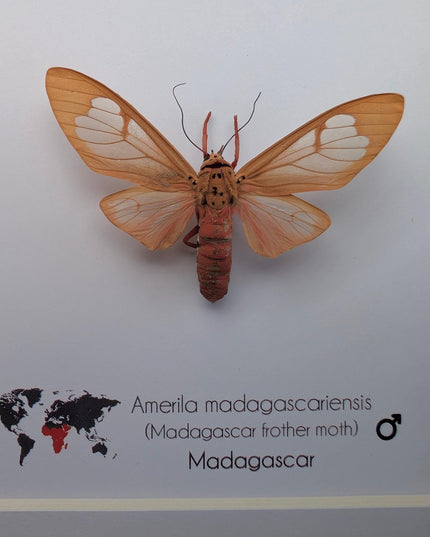 Framed amerila madagascariensis, madagascar frather moth: butterfly display (6" x 6")