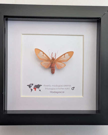 Framed amerila madagascariensis, madagascar frather moth: butterfly display (6" x 6")