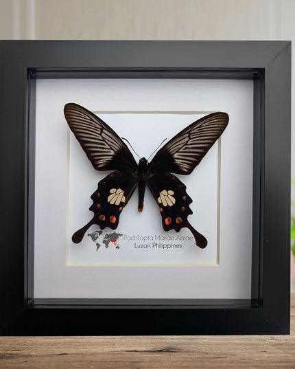 Framed pachliopta mariae almae butterfly: entomology wall decor