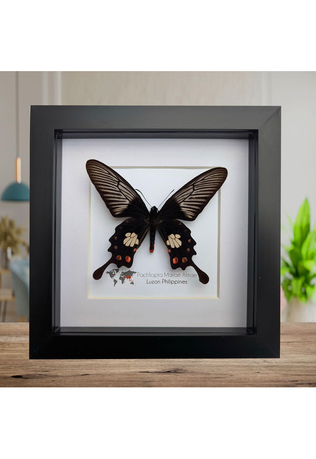Framed pachliopta mariae almae butterfly: entomology wall decor