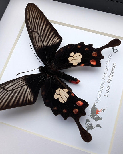Framed pachliopta mariae almae butterfly: entomology wall decor