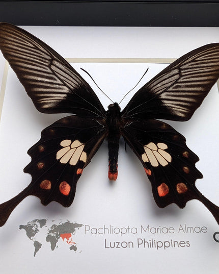 Framed pachliopta mariae almae butterfly: entomology wall decor