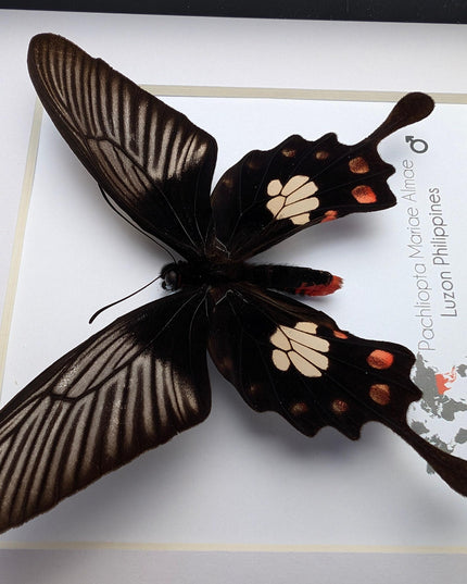 Framed pachliopta mariae almae butterfly: entomology wall decor