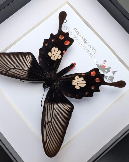 Framed pachliopta mariae almae butterfly: entomology wall decor