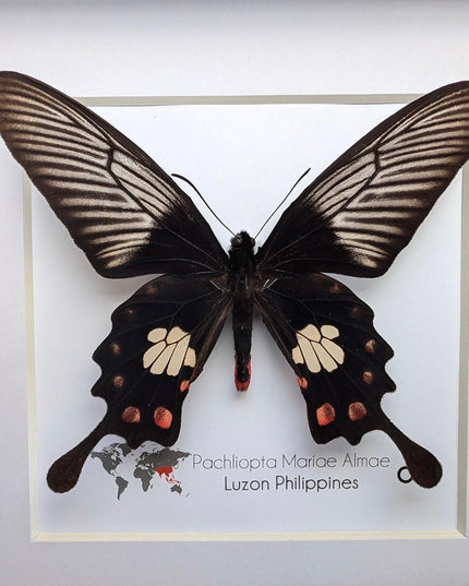 Framed pachliopta mariae almae butterfly: entomology wall decor