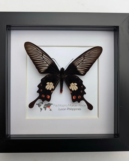 Framed pachliopta mariae almae butterfly: entomology wall decor